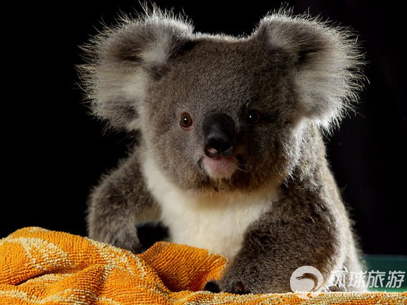 欣賞世界上最可愛的動(dòng)物