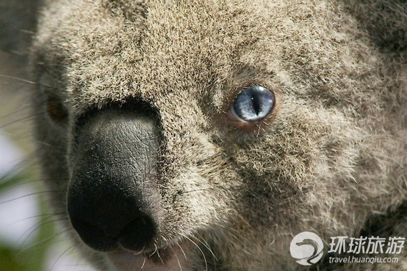 欣賞世界上最可愛的動(dòng)物