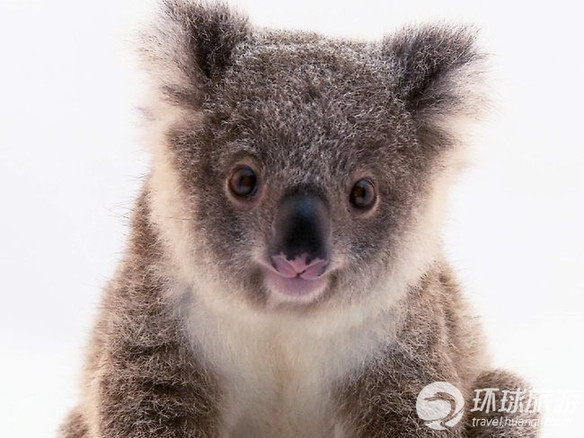 欣賞世界上最可愛的動(dòng)物