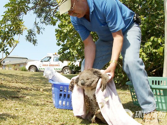 欣賞世界上最可愛的動物