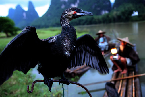 老人和魚(yú)鷹