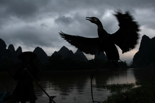 老人和魚(yú)鷹