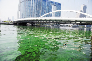 海河水面疑現藍藻 三個原因導致爆發