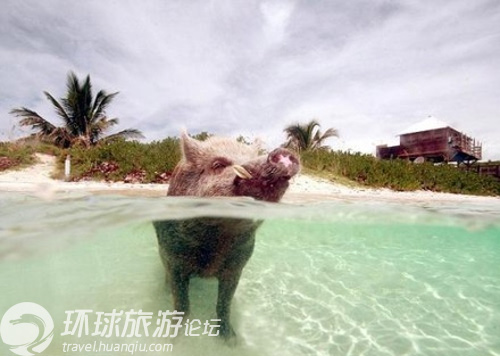 世界上最奇特的私人小島