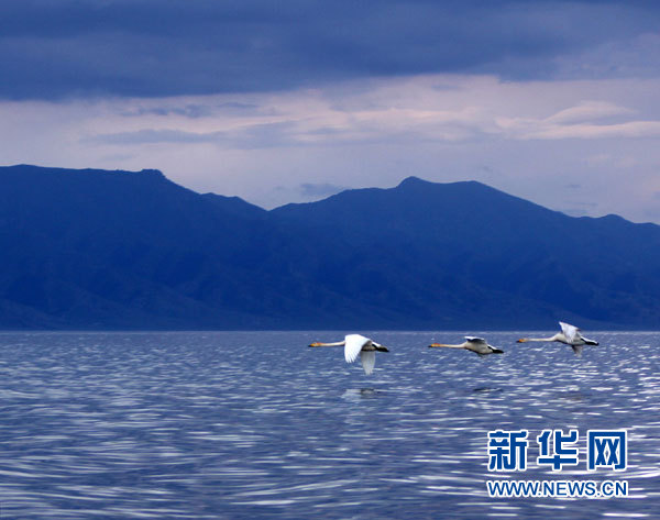 新疆賽里木湖變身“天鵝湖”