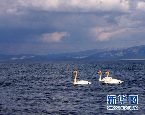 新疆賽里木湖變身“天鵝湖”