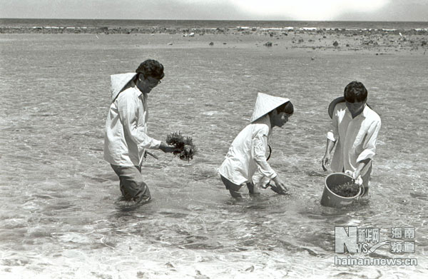 珍貴！1991年西沙科考海量歷史照
