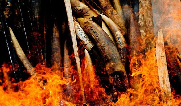 剛果爆發(fā)大規(guī)模屠宰大象潮 圖揭大象墳場(chǎng)