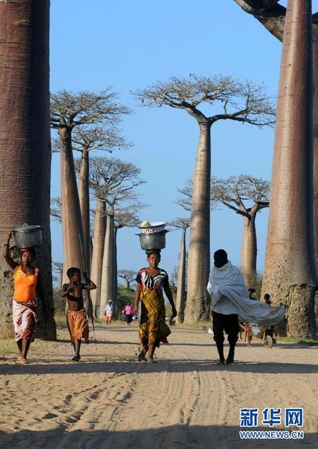 馬達(dá)加斯加猴面包樹大道