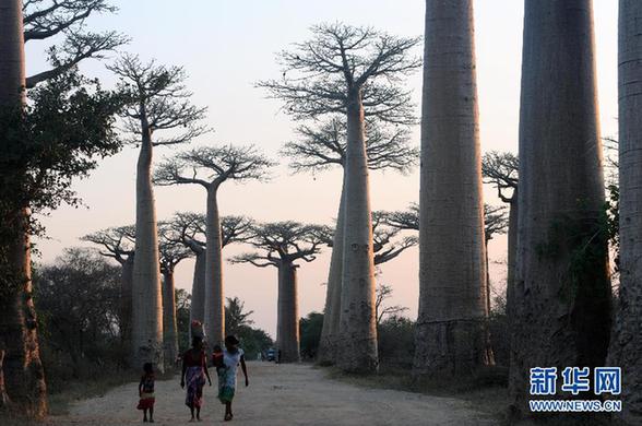 馬達(dá)加斯加猴面包樹大道