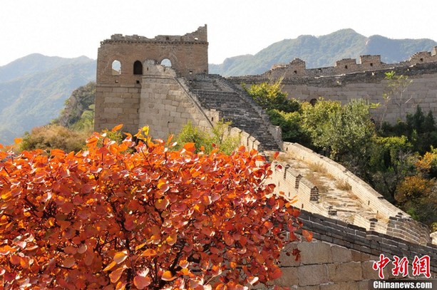 北京八達(dá)嶺紅葉進(jìn)入觀賞佳期