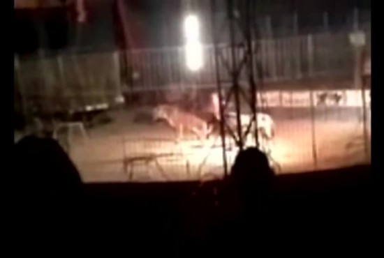 孟加拉虎表演時當(dāng)眾咬死訓(xùn)練員