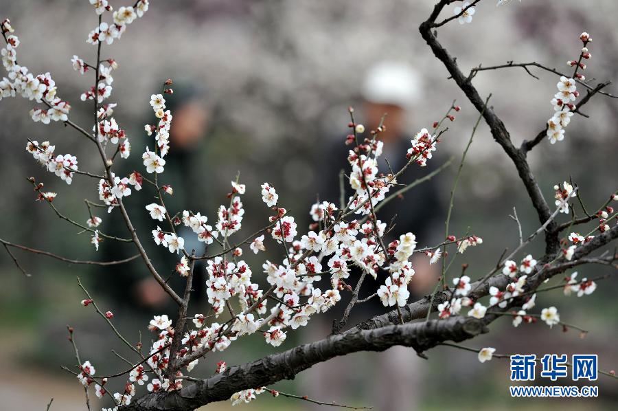 “花開(kāi)意盎然，雀鳥(niǎo)上枝頭”：聽(tīng)！春天的腳步聲