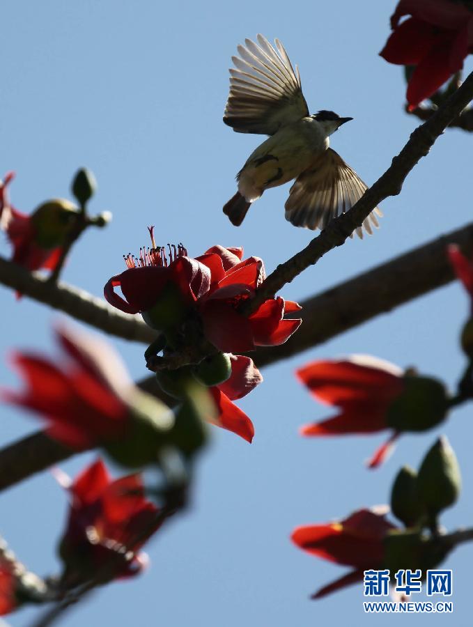 “花開意盎然，雀鳥上枝頭”：聽！春天的腳步聲