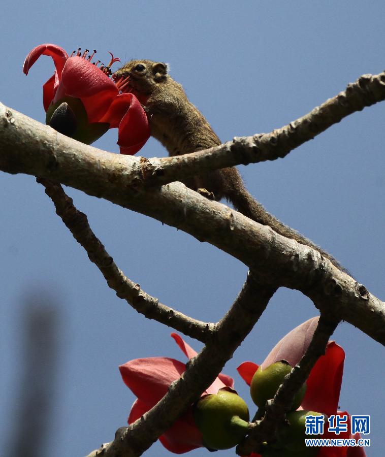 “花開意盎然，雀鳥上枝頭”：聽！春天的腳步聲
