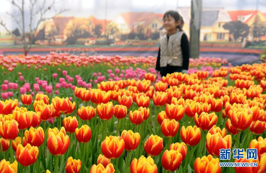 “花開意盎然，雀鳥上枝頭”：聽！春天的腳步聲