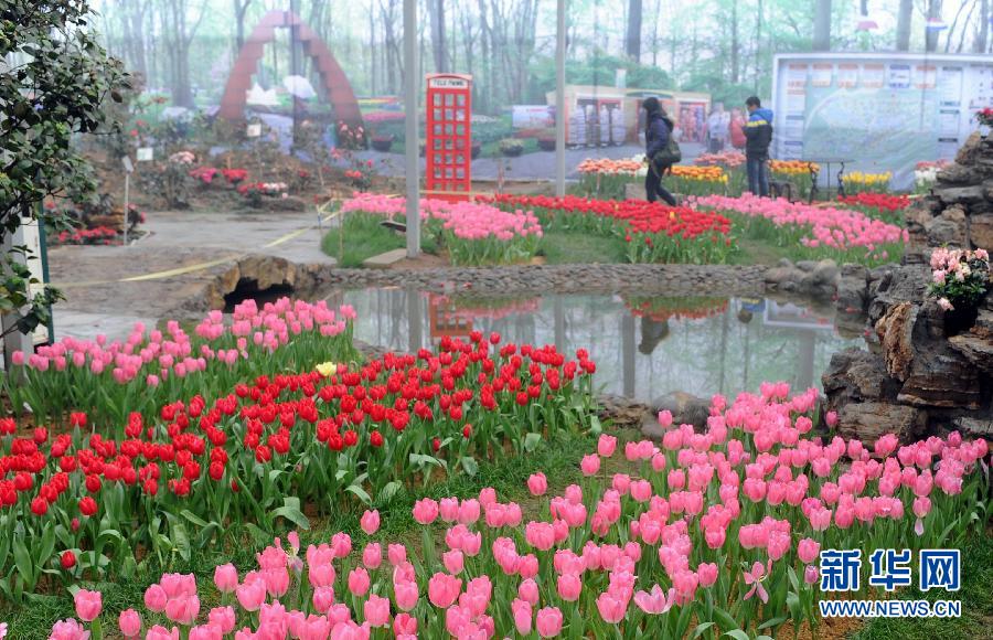 “花開(kāi)意盎然，雀鳥(niǎo)上枝頭”：聽(tīng)！春天的腳步聲