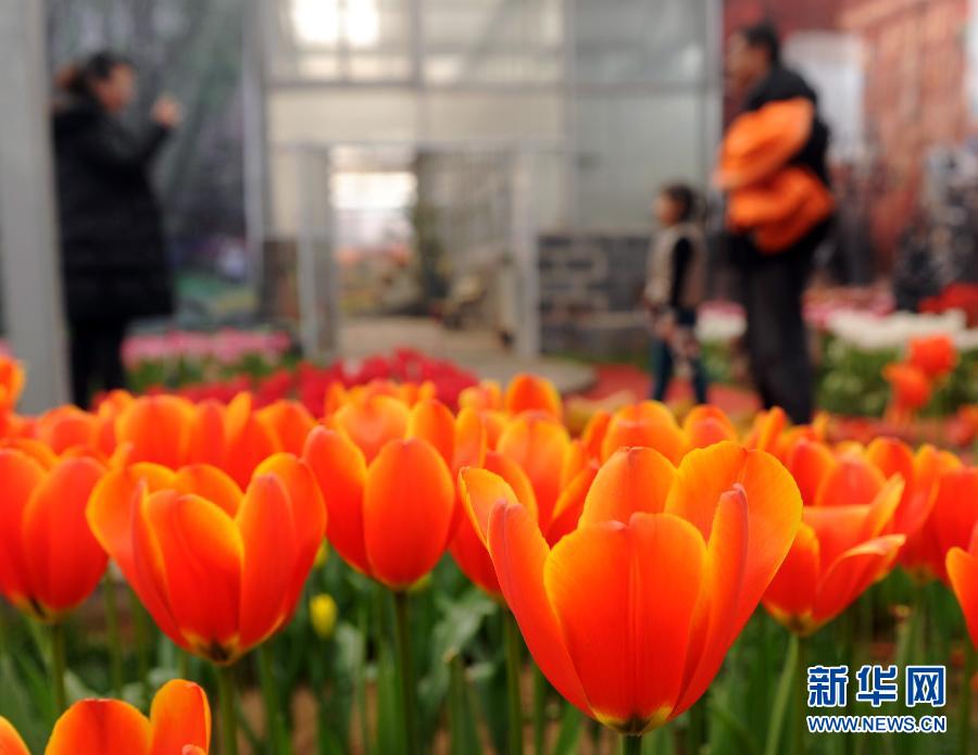 “花開意盎然，雀鳥上枝頭”：聽！春天的腳步聲