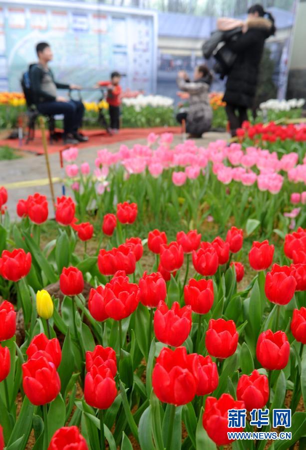“花開意盎然，雀鳥上枝頭”：聽！春天的腳步聲