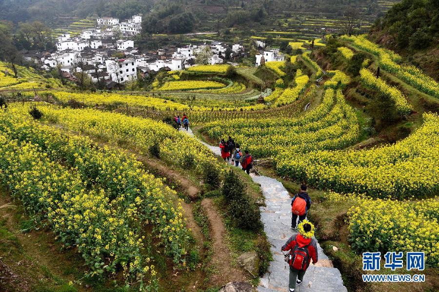 婺源江嶺梯田花海 構成一副優美的田園風光畫卷