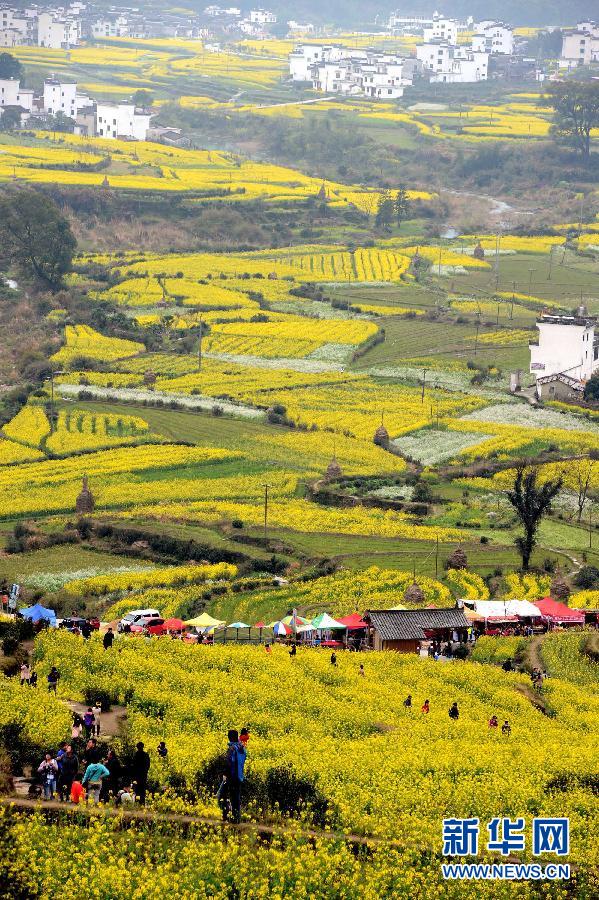 婺源江嶺梯田花海 構(gòu)成一副優(yōu)美的田園風(fēng)光畫卷