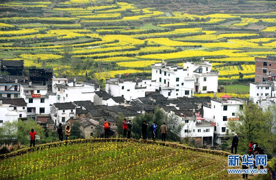 婺源江嶺梯田花海 構成一副優美的田園風光畫卷