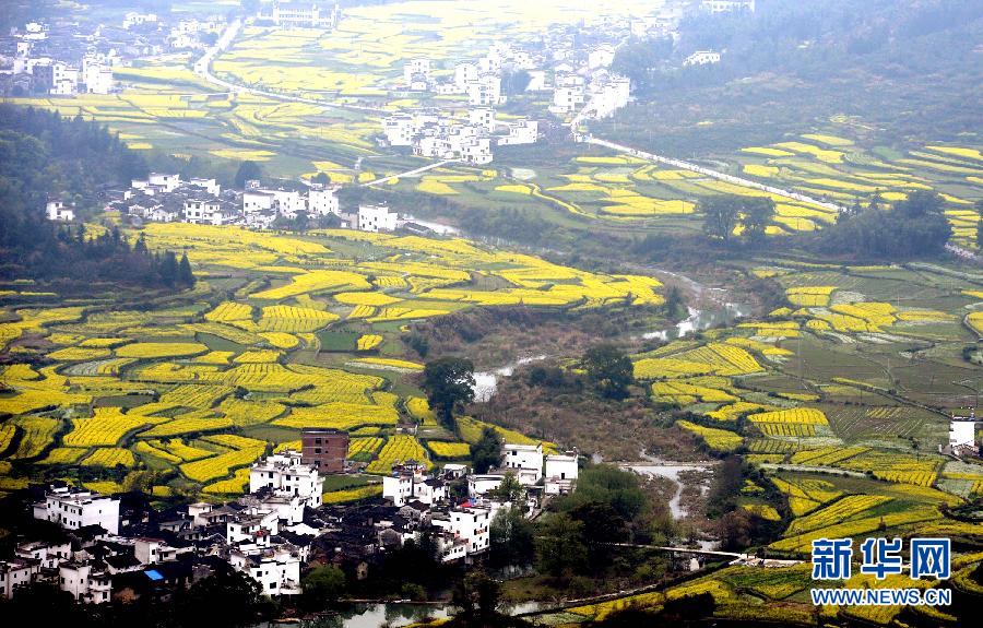 婺源江嶺梯田花海 構(gòu)成一副優(yōu)美的田園風(fēng)光畫卷