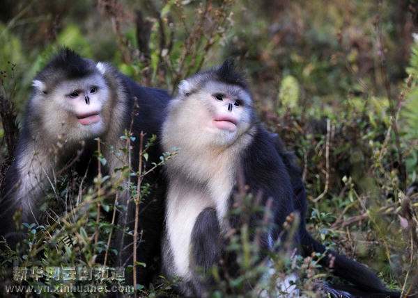 西部大開發10年間的云南香格里拉[多圖]