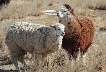 新疆天山野生動物園部分動物散放供游客觀賞