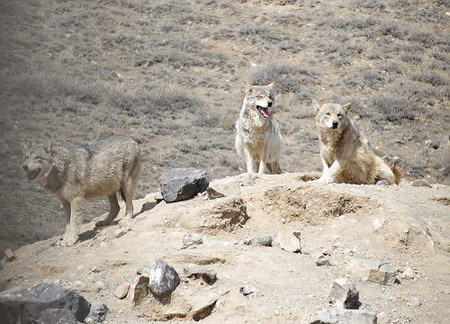 新疆天山野生動物園部分動物散放供游客觀賞