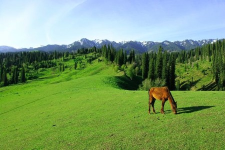 那拉提：一幅優美恬靜的草原牧歌畫卷
