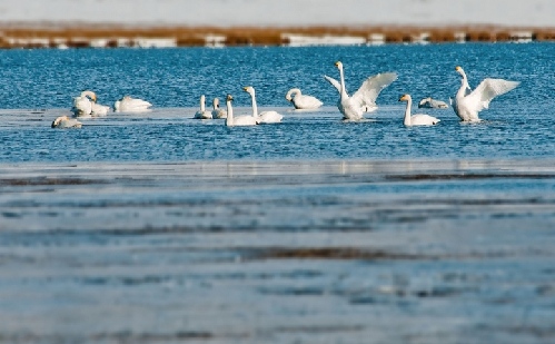 優雅淡然的精靈：賽里木湖天鵝