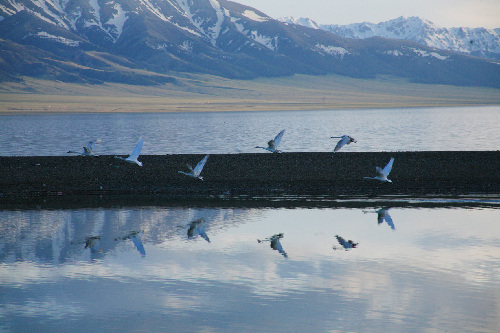 優(yōu)雅淡然的精靈：賽里木湖天鵝