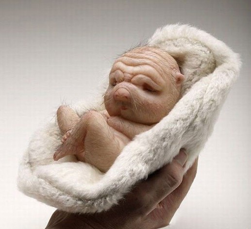 驚世駭俗的“豬人”！