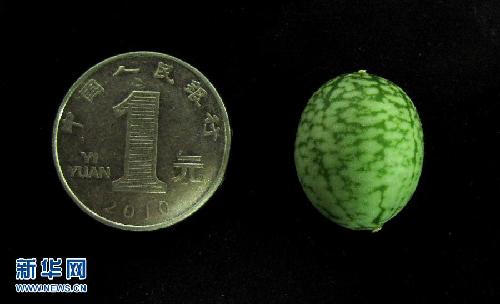 微型“西瓜”比一元硬幣還小 西安上市