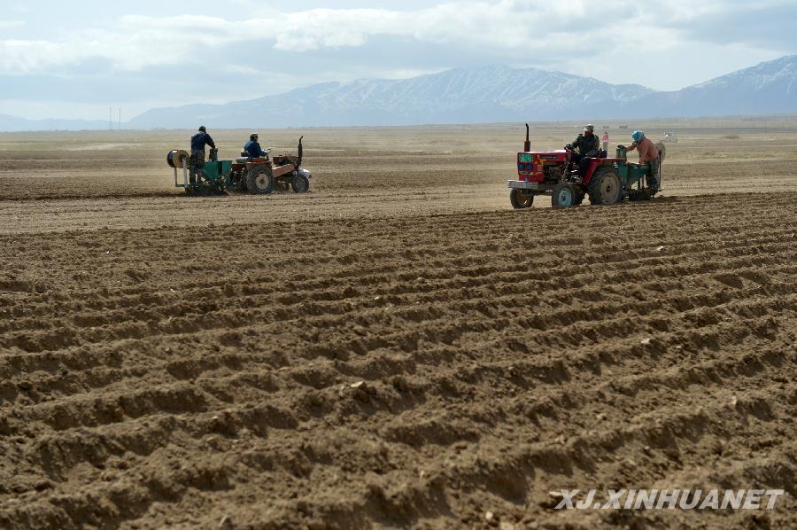 天山農(nóng)區(qū)萬畝馬鈴薯犁土夏播