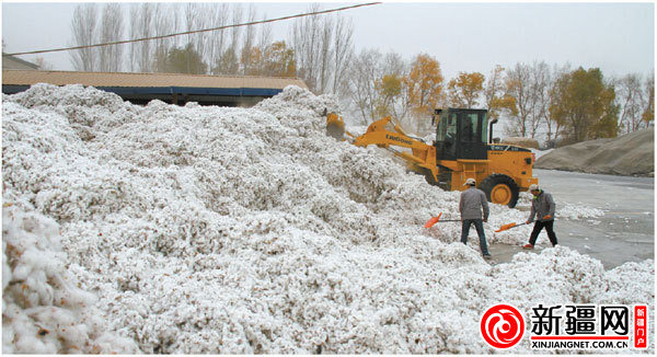 兜底價讓烏魯木齊市棉農“有賺頭”