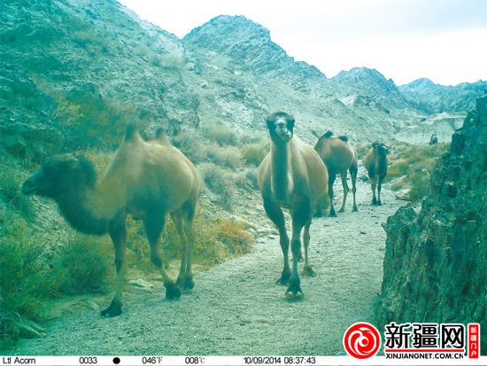 新疆羅布泊南部山區(qū)首次拍到雪豹（圖）