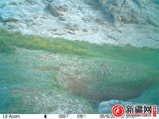 新疆羅布泊南部山區(qū)首次拍到雪豹（圖）