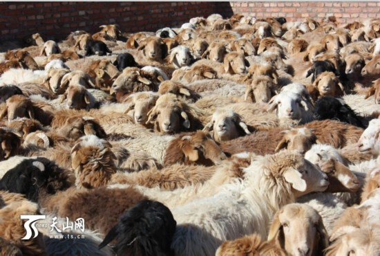 新疆和布克賽爾縣發生產母羊促村民增收