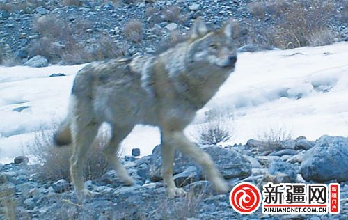 新疆西天山區(qū)域布設(shè)50多部紅外相機(jī) 發(fā)現(xiàn)14種動物