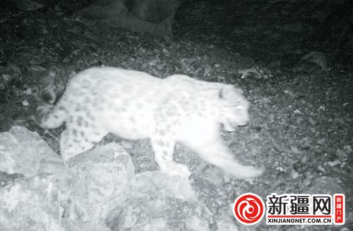 新疆西天山區(qū)域布設(shè)50多部紅外相機(jī) 發(fā)現(xiàn)14種動物