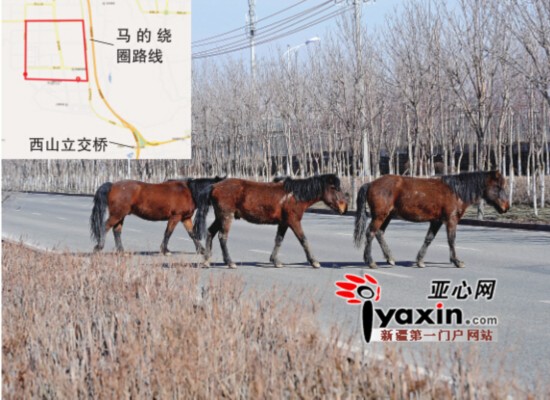 烏魯木齊井岡山西街4匹馬出沒 若無其事橫穿馬路(圖)