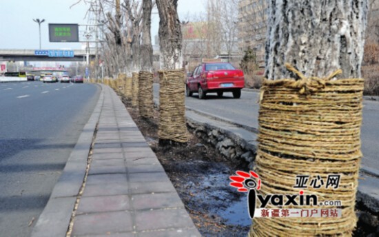 烏魯木齊市阿勒泰路樹木綁草繩準(zhǔn)備搬家