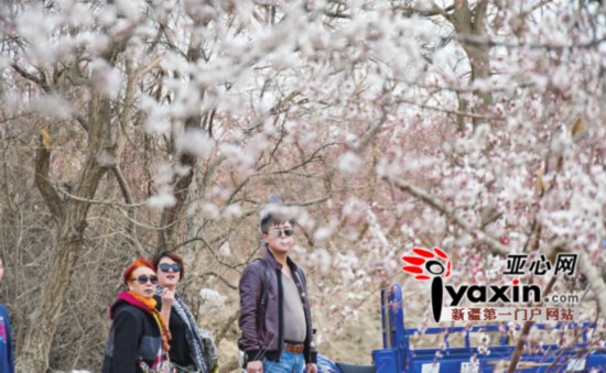 新疆托克遜縣萬畝杏花香 周末兩天迎客達8萬