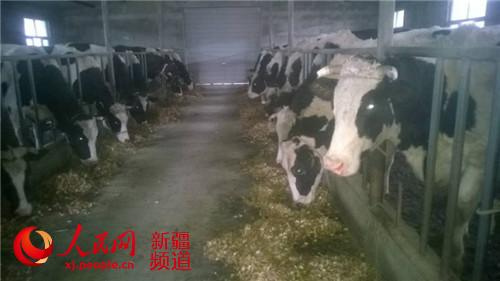 新疆博湖縣奶牛有保姆 “托牛所”里享幸福（圖）