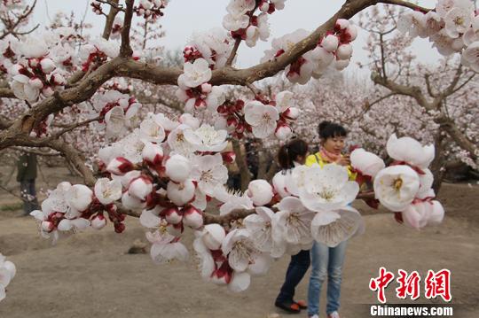 新疆兵團團場杏花綻放 成春季旅游勝地（組圖）