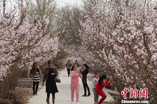 新疆兵團團場杏花綻放 成春季旅游勝地（組圖）