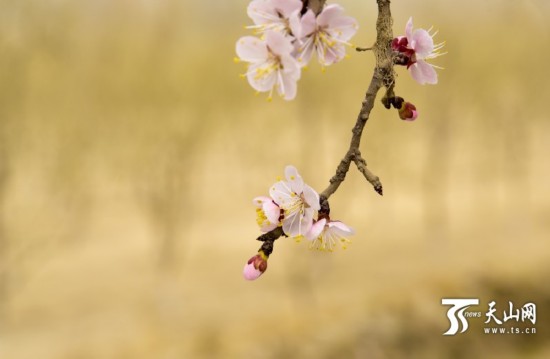 新疆若羌縣：春天來了 杏花開了（組圖）