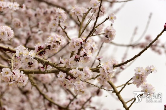 新疆若羌縣：春天來了 杏花開了（組圖）